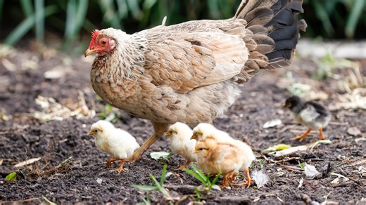 Pasco County passes streamlined rules for backyard chickens
