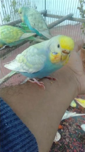 🛍️えっ! 日本でこんなインコグッズ買えるの!🐦✨