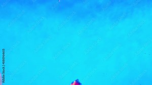 4K This clip features brightly colored discus fish swimming in an aquarium. Discus fish, known for their distinctive round, laterally compressed bodies and vibrant colors, are popular pompadour