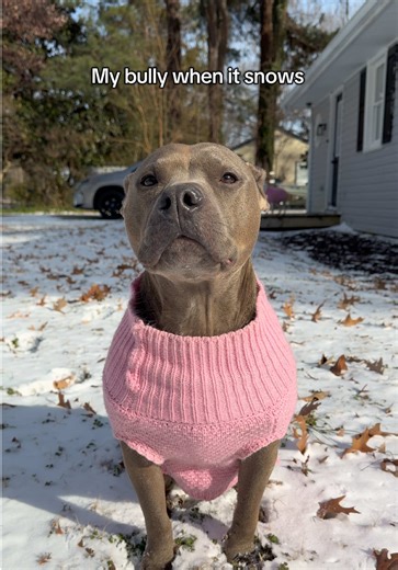 Potty Training Bully Breeds in the Snow