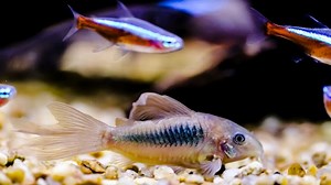 A Good Tank With Cory Catfish And Tetras: 5 Imperative Notes