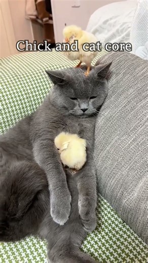 Chick and Cat Core