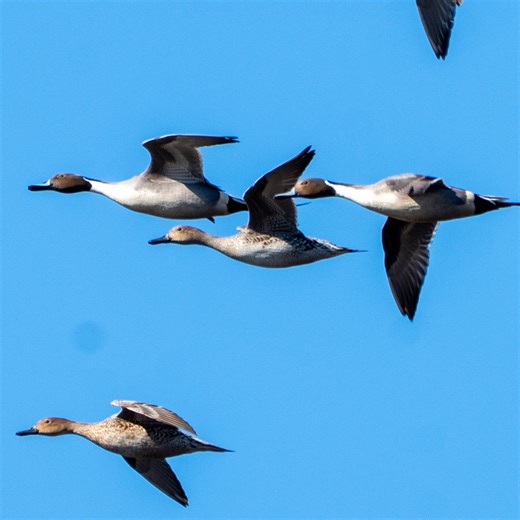 Brent Henderson on Instagram: "A few Northern Pintails out of a flock of 35 or so on Payne's Prairie earlier this week. There were perhaps a thousand ducks on the water, mostly Blue wing and Green wing teals, but these larger Pintails stood out. Breeding in Canada and the Arctic, they make the winter migration south to Florida and Central America. #birdsofgainesville #alachuabirding #alachuacounty #gainesvillebirds #gainesville #gainesvilleflorida #birds #birdsofinstagram #birdstagram #birds #bi