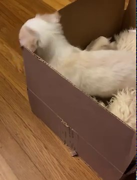 New puppy first night home