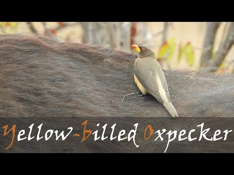 Yellow-billed Oxpecker (Buphagus africanus) Bird Call Video Near Letaba Camp | Stories Of The Kruger