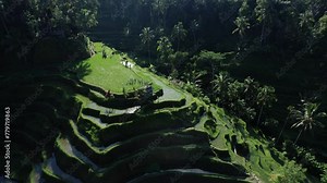 Small hill with watered rice paddy in middle of Tegallalang, aerial shot in sunny morning hour. Deep shadows around, sun light reflection flash at water when camera fly by arc around.
