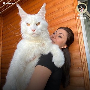 400K views · 22 reactions | Giant Maine Coon cat contradicts its owner for its size and beauty. 殺 | Creative Planet | Facebook