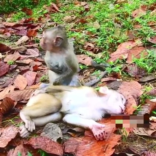 Poor Carlo is crying when brother take his towel out but monkey Dawn come to comfort him | Delilah Cline