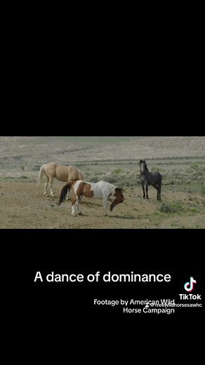 90K views · 5K reactions | Stallions sparring mimics a sort of dance....
