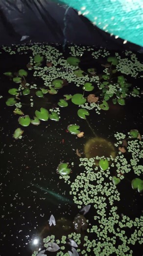 Thinking About Adding More Plants In Outdoor Platyfish Pond #fish #aquariumfish #shorts #fishlover