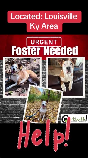 🚨 URGENT FOSTER (or ADOPTER) NEEDED FOR CLOVER 🚨 Sweet Clover needs a place to land before the end of the month. Her foster mom is moving and heartbreakingly can’t take her along. We are very worried about Clover returning to a kennel environment and are hoping our community can help her avoid that. 💔 Here’s what Clover needs to thrive: 🐾 Fenced yard required 🐾 Friendly with people 🐾 Does best with male dogs — or even as the only dog 🐾 No cats This 4 year old boxer/terrier/catshoula mix h