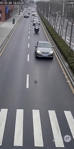 “Brave Dog Saves Cat from Oncoming Car 🚗🐶❤️ | Unbelievable Rescue Caught on Camera!” #heartwarming