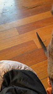 A lovely good morning to you all from Buttercup the Joey. Who doesn’t like a little tummy tickle to start the day! #love #care #respect #bekind #wildaction | Wild Action