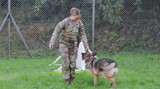 B-Roll: Unleashing potential: military working dogs benefit from holistic health, fitness