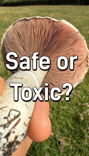 There are loads of wild mushrooms in the Agaricus genus, and some might look familiar - that’s because the Agaricus genus is what also gives us mushrooms like Chestnut mushrooms, Portobello’s and Button mushrooms! In the wild, most Agaricus mushrooms are safe, edible, with many being delicious, but a few can be toxic (though not deadly!) and look similar to their edible cousins. In this video I show you how to identify a mushroom as being an Agaricus species, and then showcase two simple tests y