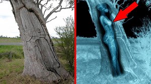 They Found In A Tree What No One Was Supposed To See | Mysterious & Discovery