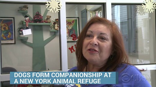 Two shelter dogs become best friends