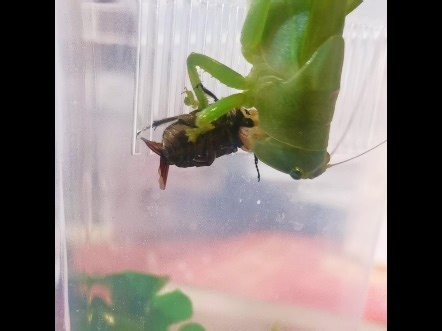 硕宽额螽 Eurymetopa obesa 破甲测试