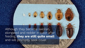 15K views · 27 reactions | One of the more widespread pests, one out of five people have had a bed bug infestation or knows someone who has encountered them. Here's everything you need to know about them, including surprising places they can be found and why they're attracted to humans. #BBAW | PestWorld | Facebook