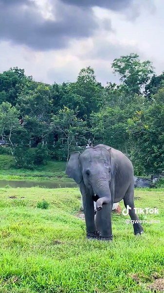 Gajah Lucu Tidak Mau Berhenti Goyang