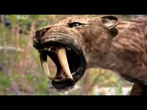Prehistoric Hunters Saber Tooth Cat Documentary