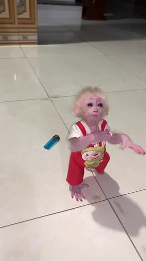 The Heartwarming Journey of BiBi the Monkey's First Steps