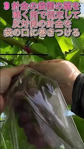 ぶどうの袋かけ傘かけ方法を解説！