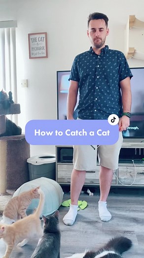 Orange Cat Catching Tool: How to Catch a Cat in 3 Easy Steps