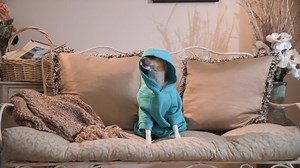 5K reactions · 606 shares | America's #1 Pet Insurance with New Customizable Plans that cover accidents, illnesses & more. Use any vet. Multi-pet discounts. Get a quick quote today! | Nationwide Pet | Facebook