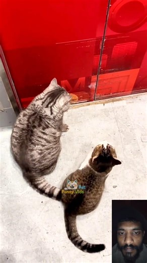 Funny Cats tail Moments 😺🤣 #funny #cat