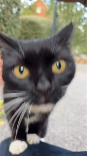 Postman’s Cats on Instagram: "Good morning 👋 Starting the week fresh with a a brand new kitty for you all to name! 😸 Hooray! Let me know what you think this little tuxie should be called in the comments below please👇 They REALLY wanted to get into my pocket!! 😹 There was nothing in there so I have no idea what the wanted? Maybe they wanted to get in my pocket and go for a little walk 😹 Apologies for the bad camera angle 🙄 This kitty was so very playful and a little bit nuts 😹😹 They weren