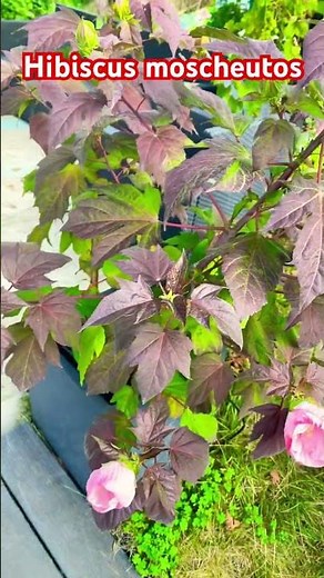 Hibiscus moscheutos, Hibiscus des marais #hibiscus #hibiscuslove #flowers #floweringplant