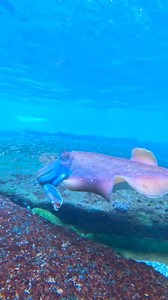 7.3K views · 266 reactions | Amazing cuttlefish changing colour : @dave_dives | Diving Specials Shop | Facebook