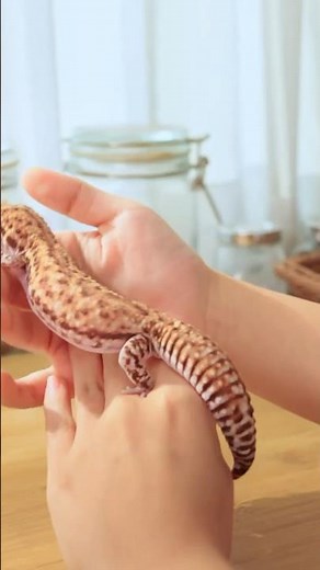 Albino Leopard Gecko 🦎 – Analytical Reptile Wonder#ReptileFacts #Shorts
