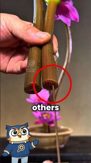 How Japan Turns Flowers Into Perfect Art
