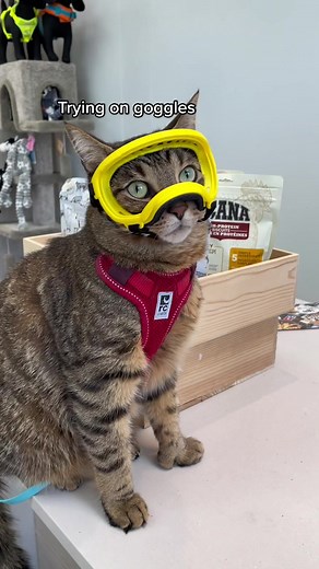 Adorable Cat Goggles: A Fun Experiment