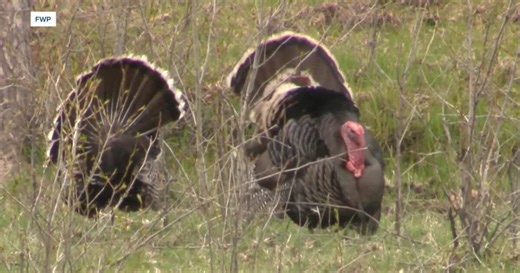 Montana spring turkey hunting season brings new start date rules for non-resident hunters this year