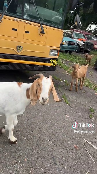 Seguimos con el proyectito del Party Bus #speakeasybus #partybusconversions #pr