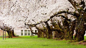 Top spots to view cherry blossoms in Puget Sound region