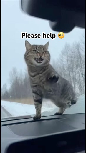 Mother Cat Screams for Help 😭🐱