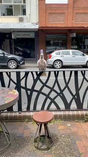 Magic ✨ | Mr Sam Cotton