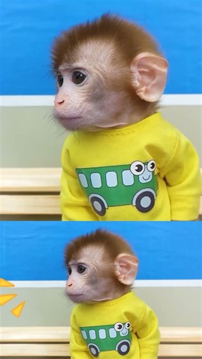 Monkey Baby cartoon #kidslearning #kidslearningsongs #abcvlogs #abcd #kidsentertainment