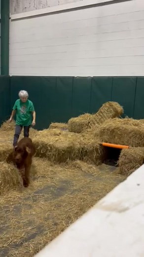 Debbie Boyd & her CH Irish Setter DAVE participated in the OPEN Barn Hunt Class at the 2025 November trial held at Susan Park in Kenner, Louisiana. As you can see, Dave enjoys his freedom in the ring to tunnel, climb, & find daRATS! 🎉🐁🎉 | Riverside West Kennel Club