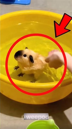 Proof that guinea pigs are little comedians 😱😂