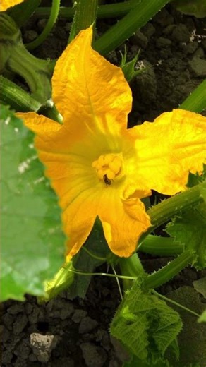 From Seed to Plate: The Journey of Squash