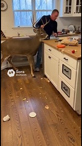 Kitchen Under Siege | Indoor Invaders