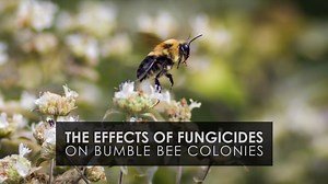 The Effects of Fungicides on Bumble Bee Colonies (HHMI Scientists At Work)