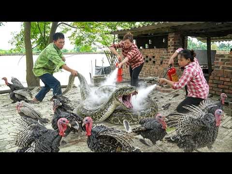 72 Hours of TERROR😱Giant Python Invades Turkey Farm – Family Fights Back with Fire Extinguishers!🐍