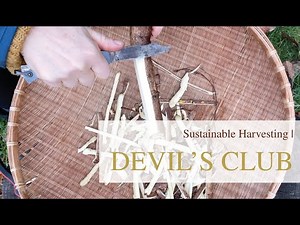 Sustainable Harvesting | Devil's Club