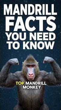 MANDRILLS 🐵 Top Mandrill Monkey Facts You Didn't Know But Need! Best Primate Animal Kingdom Videos!
